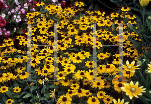 Picture of Rudbeckia hirta 'Toto'