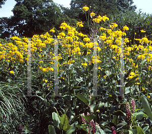 Picture of Rudbeckia nitida 