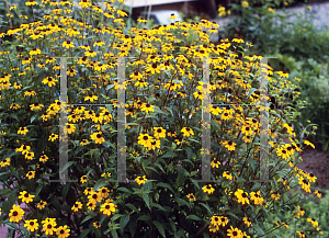 Picture of Rudbeckia triloba 