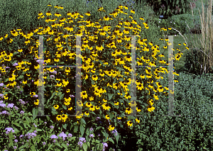 Picture of Rudbeckia triloba 