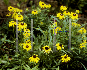 Picture of Rudbeckia fulgida var. speciosa 'Viette's Little Suzy'