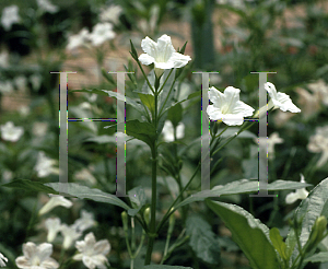 Picture of Ruellia tweediana 'Alba'