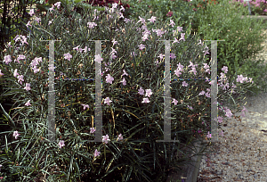 Picture of Ruellia tweediana 'Chi Chi'