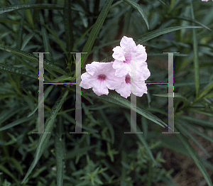 Picture of Ruellia tweediana 'Chi Chi'