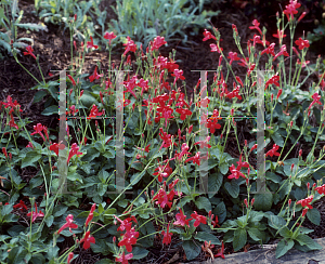 Picture of Ruellia elegans 'Ragin Cajin'