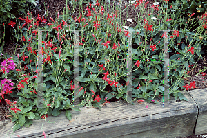 Picture of Ruellia elegans 'Ragin Cajin'