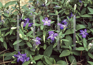 Picture of Ruellia  'Ground Hugger'