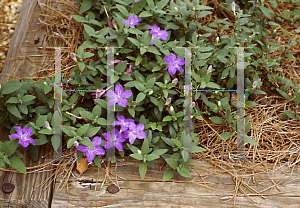 Picture of Ruellia  'Ground Hugger'