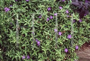 Picture of Ruellia  'Ground Hugger'