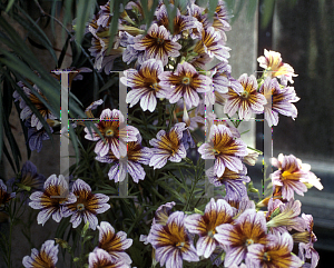 Picture of Salpiglossis sinuata 'Splash'