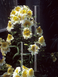 Picture of Salpiglossis sinuata 'Splash'