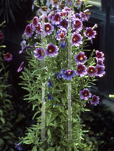 Picture of Salpiglossis sinuata 'Splash'