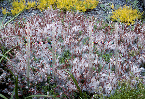 Picture of Salix hylematica 