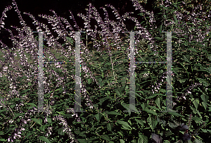 Picture of Salvia  'Anthony Parker'