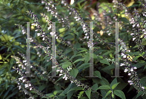 Picture of Salvia  'Anthony Parker'