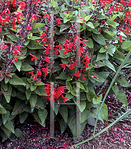 Picture of Salvia coccinea 'Forest Fire'