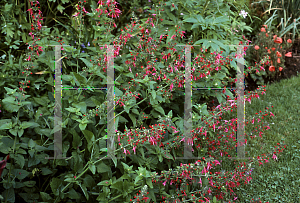 Picture of Salvia coccinea 'Lady in Red'
