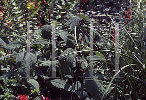 Picture of Salvia confertiflora 