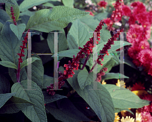 Picture of Salvia confertiflora 