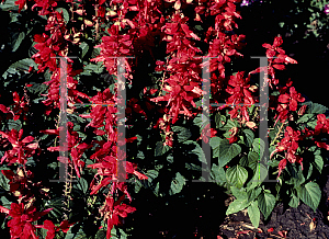 Picture of Salvia splendens 'Red Vista'