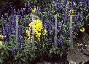 Picture of Salvia farinacea 