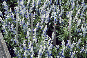 Picture of Salvia farinacea 'Strata'