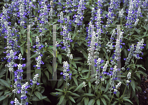 Picture of Salvia farinacea 'Reference'