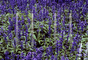 Picture of Salvia farinacea 'Victoria Blue'