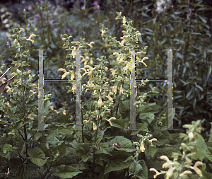 Picture of Salvia glutinosa 