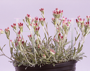 Picture of Antennaria dioica 'Rubra'
