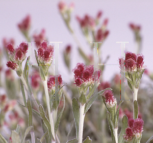 Picture of Antennaria dioica 'Rubra'