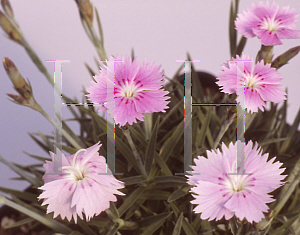 Picture of Dianthus gratianopolitanus 'Bewitched'