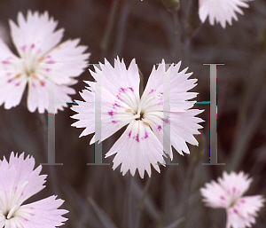 Picture of Dianthus gratianopolitanus 'Bewitched'