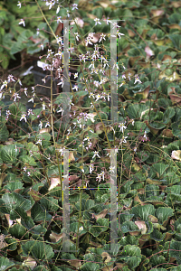 Picture of Saxifraga stolonifera 'Maroon Beauty'