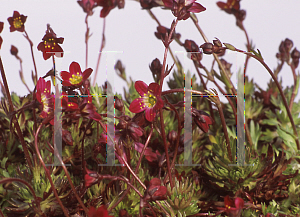 Picture of Saxifraga x arendsii 'Purple Robe'