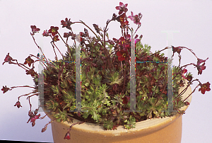 Picture of Saxifraga x arendsii 'Purple Robe'