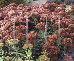 Picture of Hylotelephium spectabile 'Autumn Fire'
