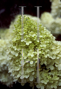 Picture of Hydrangea paniculata 'Limelight'