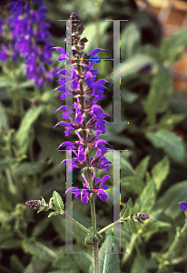 Picture of Salvia nemorosa 'Viola Klose'