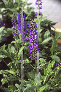 Picture of Salvia nemorosa 'Viola Klose'