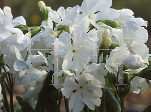 Picture of Primula sieboldii 'Snowflakes'