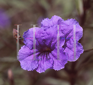 Picture of Ruellia tweediana 'Purple Showers'