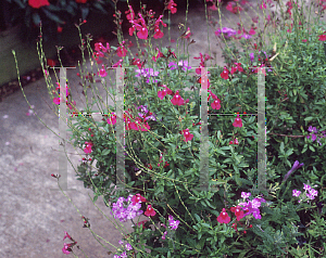 Picture of Salvia greggii 'Navajo Pink'