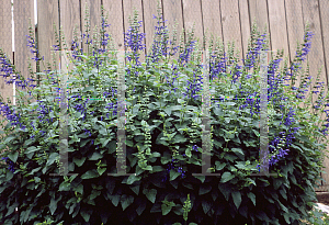 Picture of Salvia guaranitica 