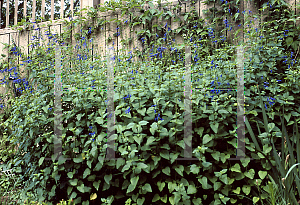 Picture of Salvia guaranitica 