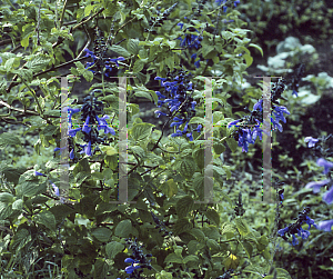 Picture of Salvia guaranitica 'Costa Rica'