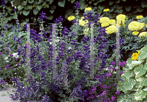 Picture of Salvia viridis 'Blue Bird'