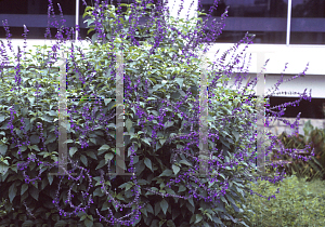 Picture of Salvia  'Indigo Spires'