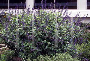 Picture of Salvia  'Indigo Spires'