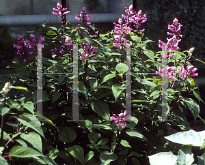 Picture of Salvia involucrata 